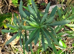 Solidago leavenworthii
