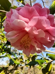 Camellia japonica
