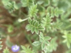 Astragalus nuttallianus