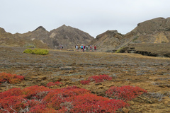 Mesembryanthemum nodiflorum