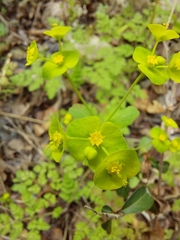 Euphorbia roemeriana