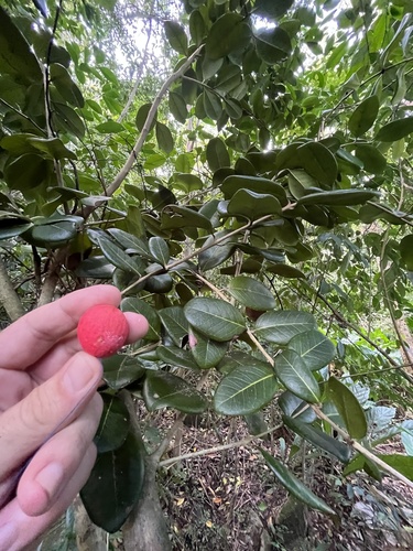 Eugenia sessiliflora, 2023-02-25