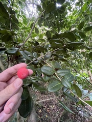 Eugenia sessiliflora