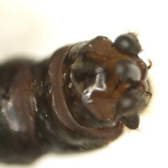 Taeniopteryx hubaulti