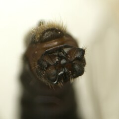 Taeniopteryx hubaulti