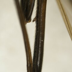 Taeniopteryx hubaulti