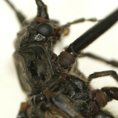 Taeniopteryx hubaulti