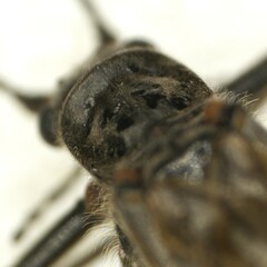 Taeniopteryx hubaulti