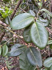 Eugenia sessiliflora