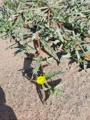 Camissoniopsis