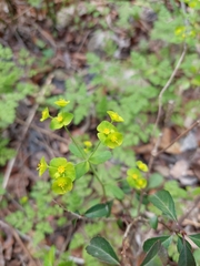 Euphorbia roemeriana