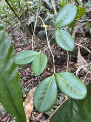 Eugenia sessiliflora