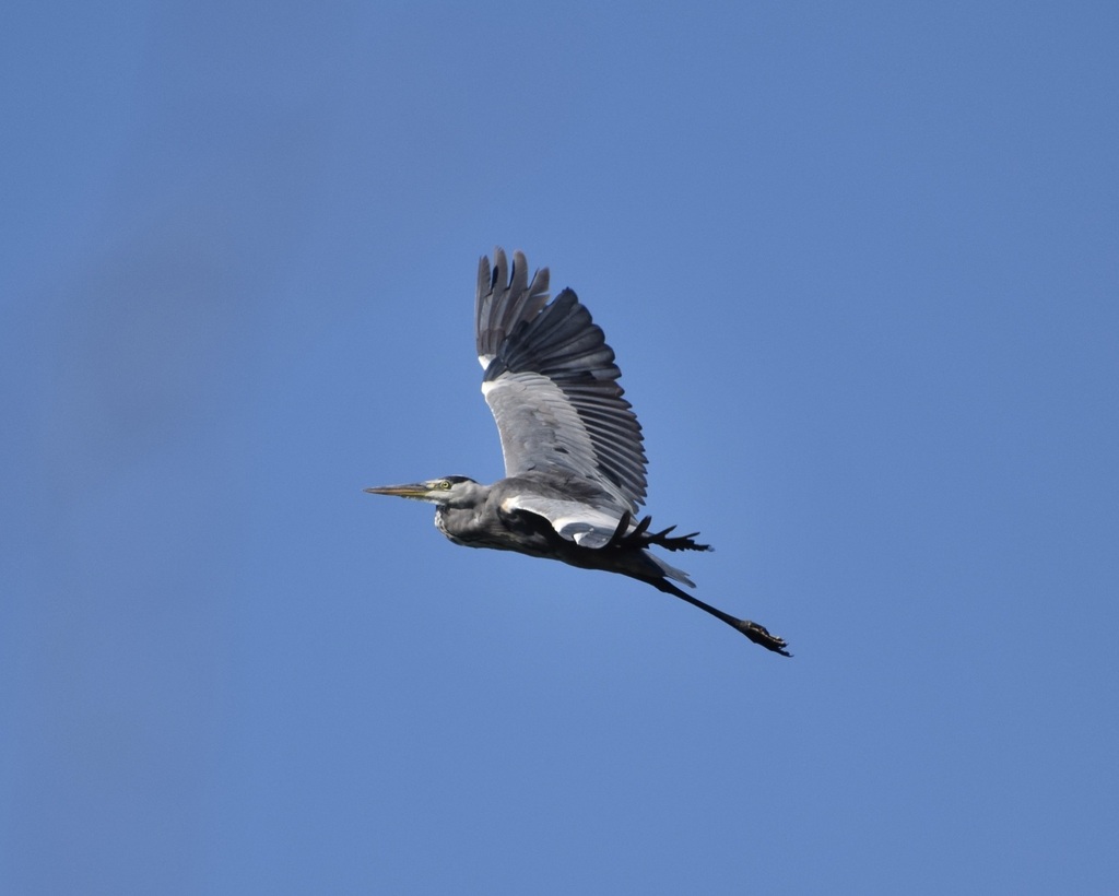 Grey Heron from Windhoek, Namibia on February 12, 2023 at 09:20 AM by ...