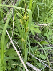 Carex hyalinolepis