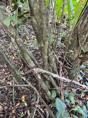 Eugenia sessiliflora