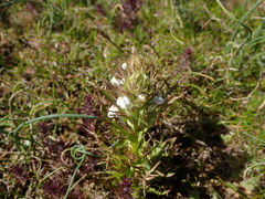 Triphysaria versicolor versicolor