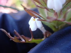 Triphysaria versicolor versicolor