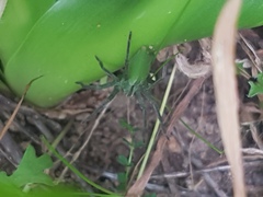 Micrommata