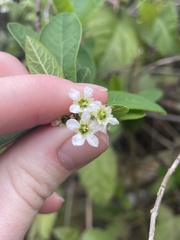 Oemleria cerasiformis