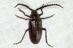 Prionus californicus