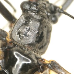 Taeniopteryx hubaulti