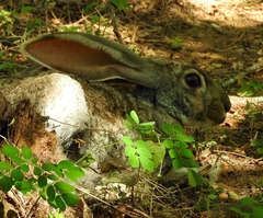 Lepus alleni