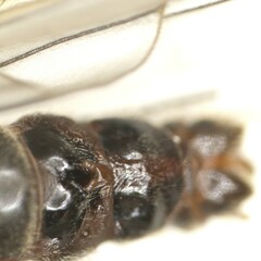 Taeniopteryx hubaulti