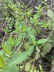 Oemleria cerasiformis