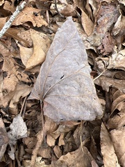 Cercis canadensis canadensis