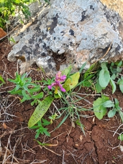 Orchis anatolica