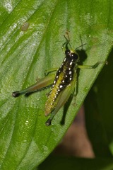 Chloropseustes