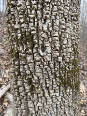 Fraxinus biltmoreana