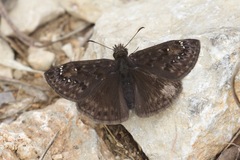 Erynnis juvenalis