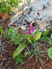 Orchis anatolica
