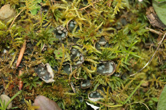 Peltigera didactyla