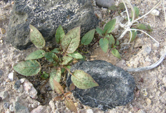 Chylismia