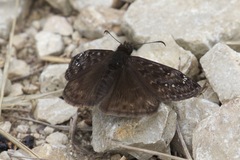 Erynnis juvenalis