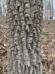Fraxinus biltmoreana