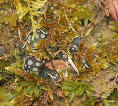 Peltigera didactyla
