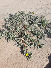 Camissoniopsis