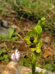 Ophrys lutea galilaea