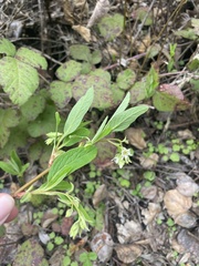 Oemleria cerasiformis