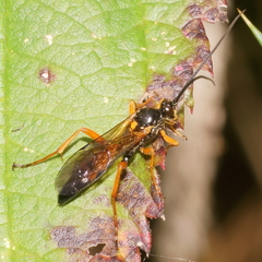 Degithina sollicitoria