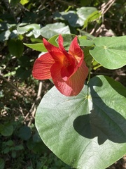 Hibiscus tiliaceus