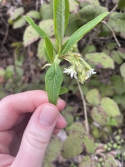 Oemleria cerasiformis