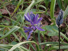 Camassia quamash