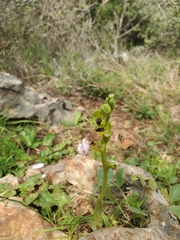 Ophrys lutea galilaea
