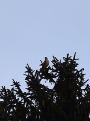 Accipiter nisus