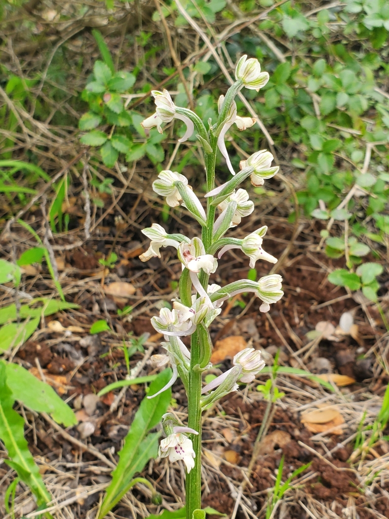 Anacamptis israelitica