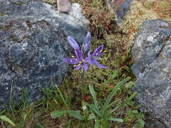 Camassia quamash
